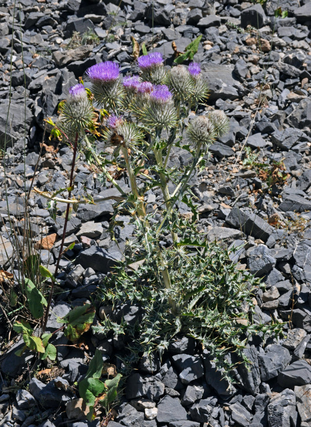 Image of Olgaea eriocephala specimen.