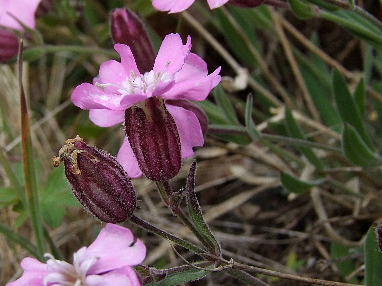 Изображение особи Lychnis ajanensis.