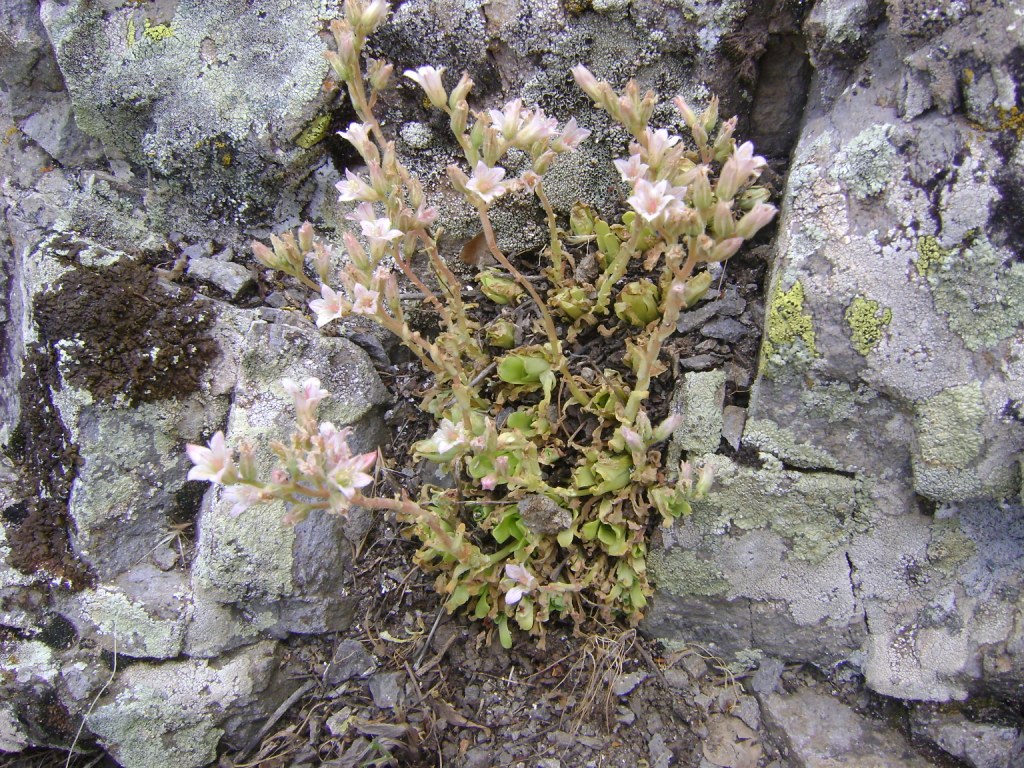 Image of genus Rosularia specimen.