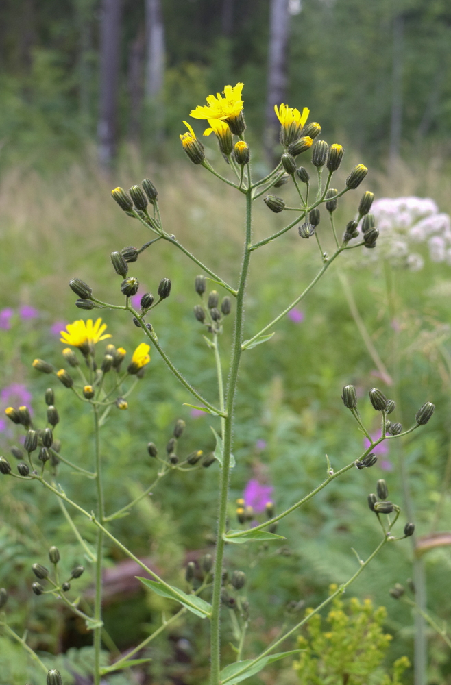 Image of Hieracium duderhofense specimen.