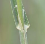 Dactylis glomerata