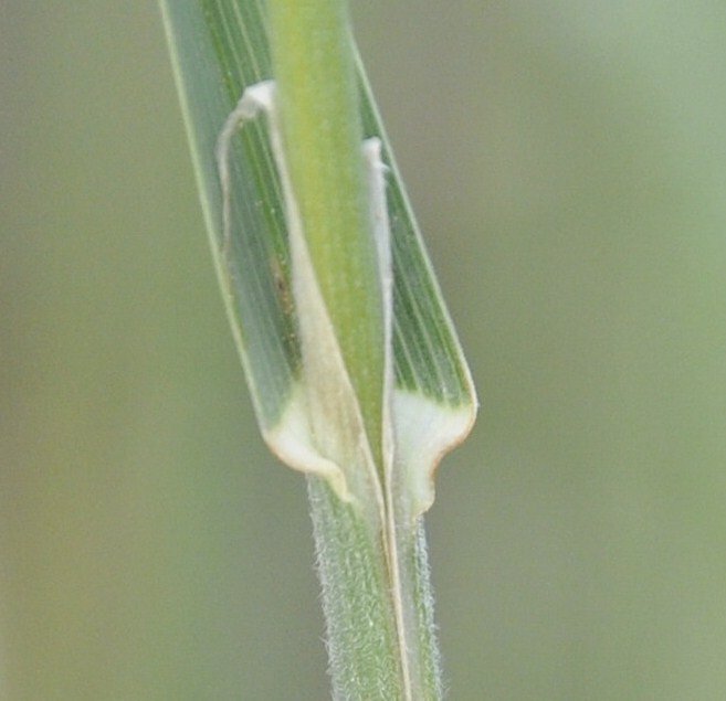 Image of Dactylis glomerata specimen.