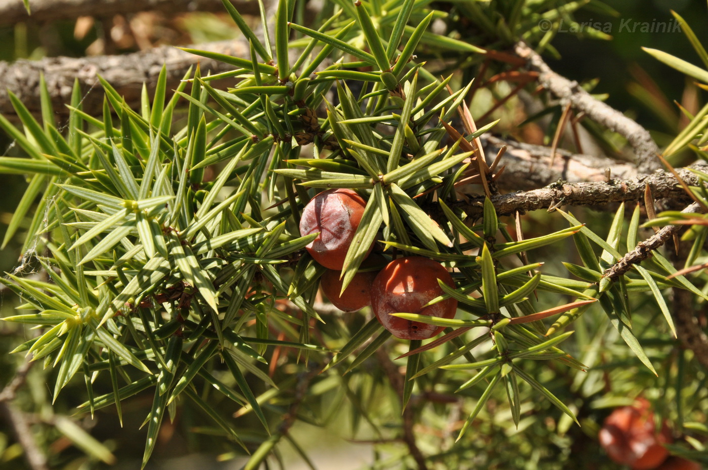 Image of Juniperus deltoides specimen.