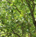 Quercus agrifolia. Часть ветви. Южный берег Крыма, Никитский ботанический сад, в культуре. 22 июня 2016 г.