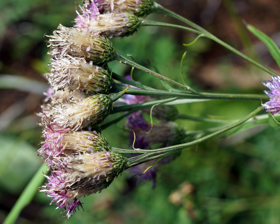 Изображение особи Saussurea amara.