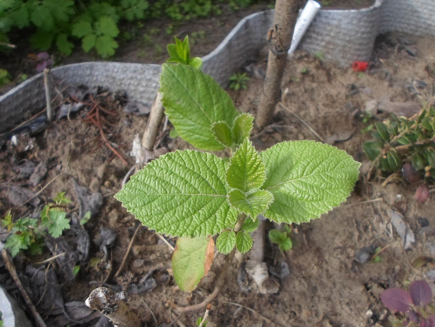 Изображение особи Viburnum lantana.