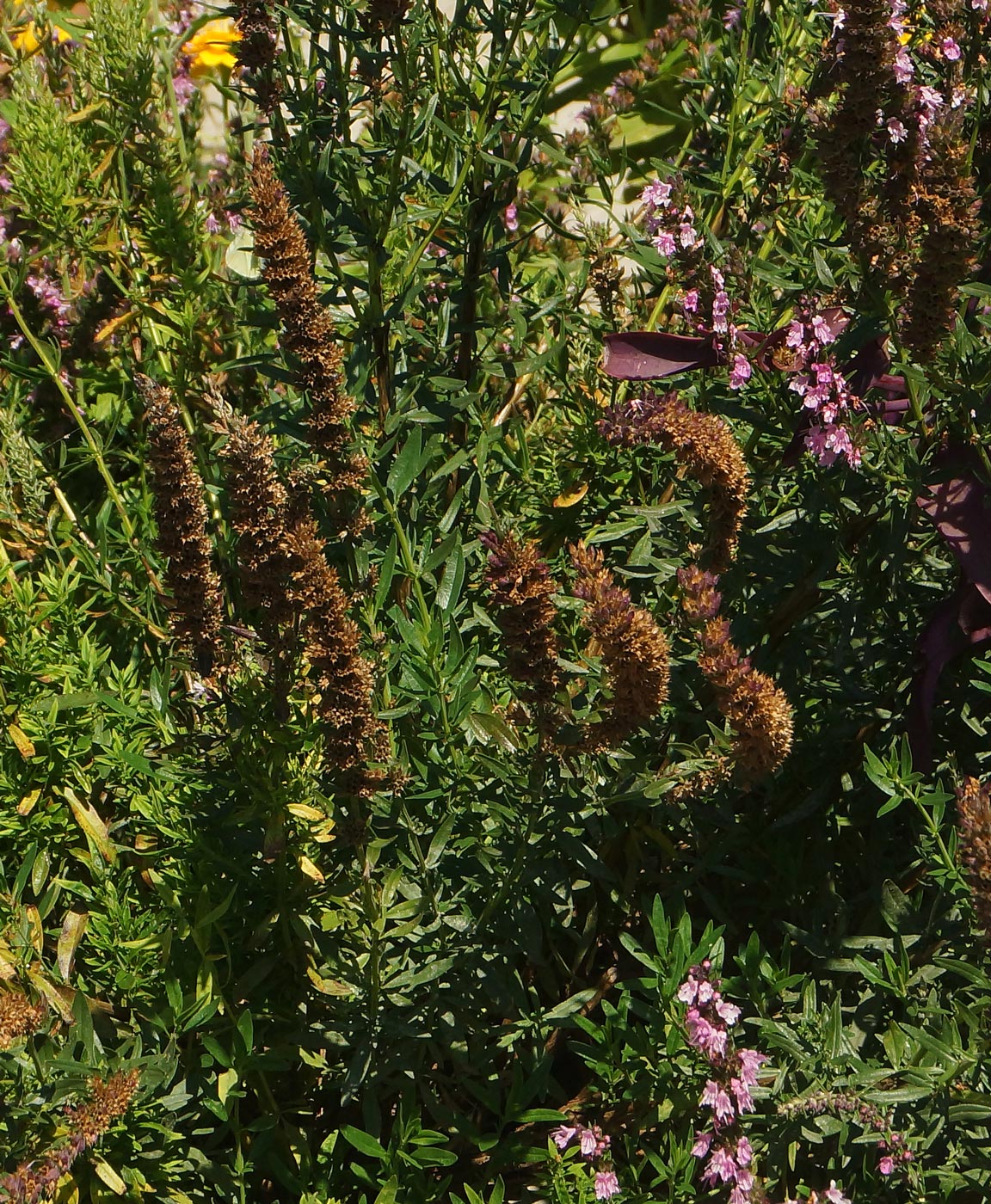 Image of Hyssopus officinalis specimen.