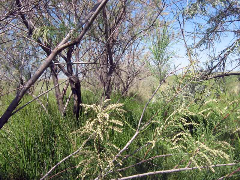 Image of genus Tamarix specimen.