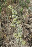 Artemisia caucasica. Соцветие. Дагестан, г. о. Махачкала, окр. с. Талги, склон горы. 15.05.2018.