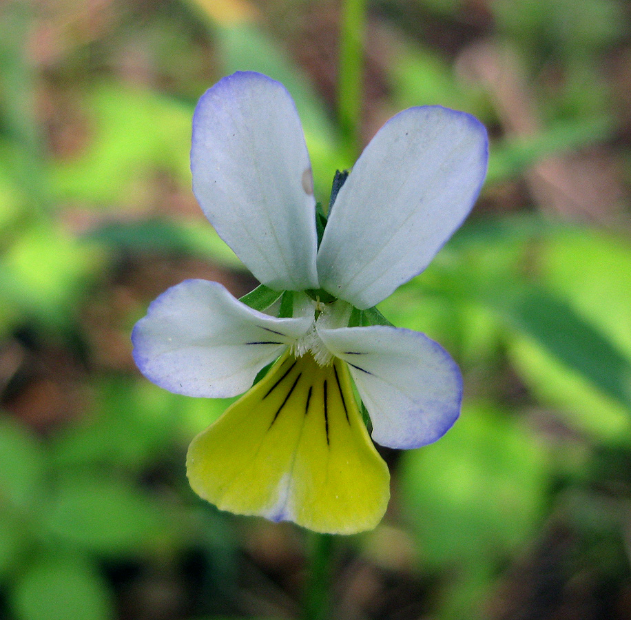 Изображение особи Viola tricolor.