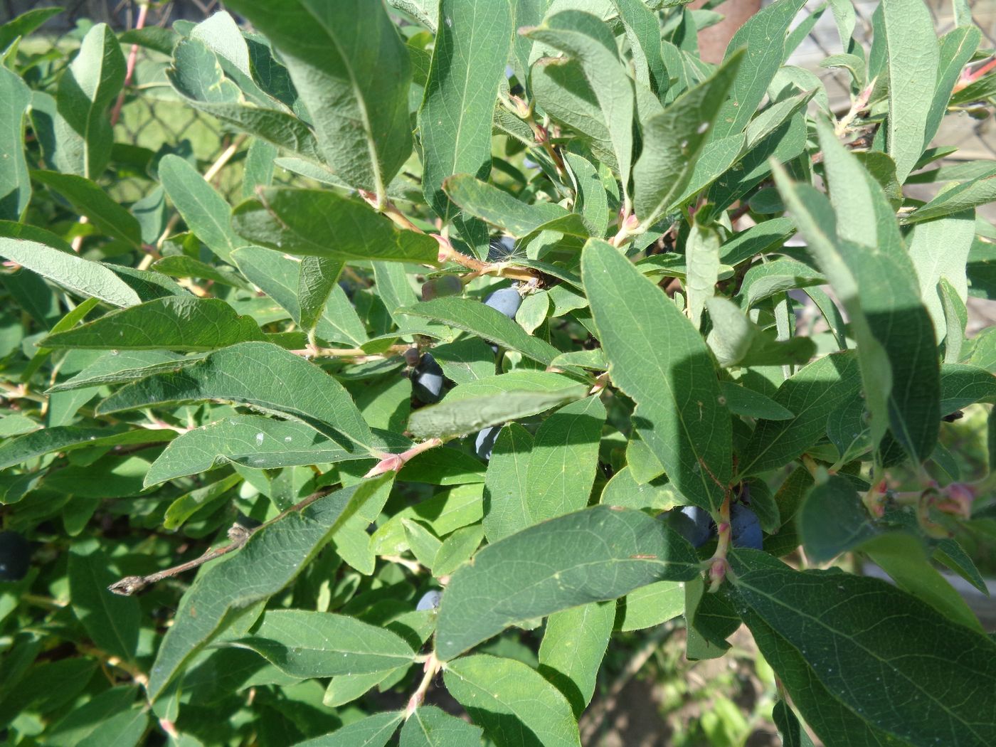 Image of Lonicera edulis specimen.