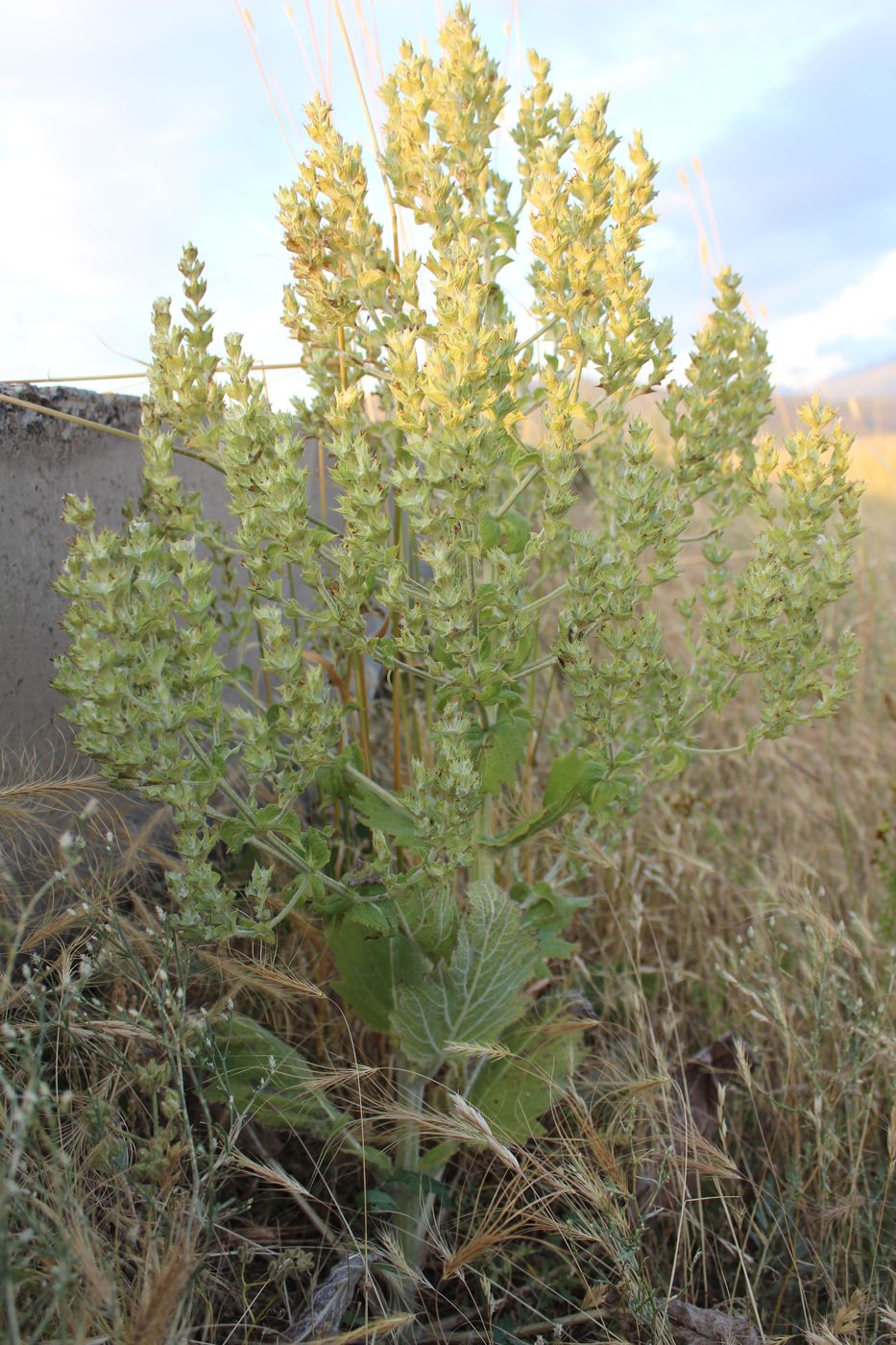 Image of Salvia aethiopis specimen.