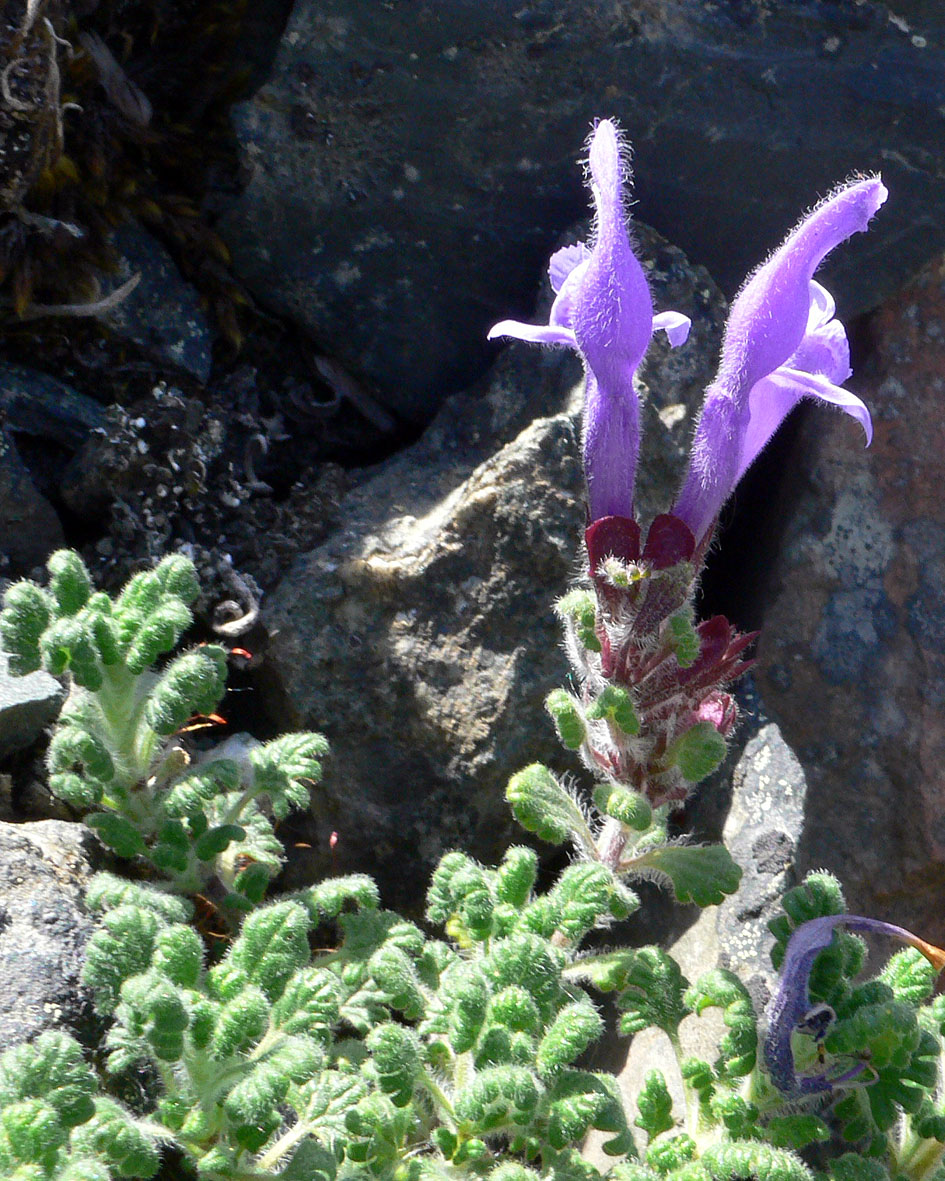 Image of Dracocephalum palmatum specimen.