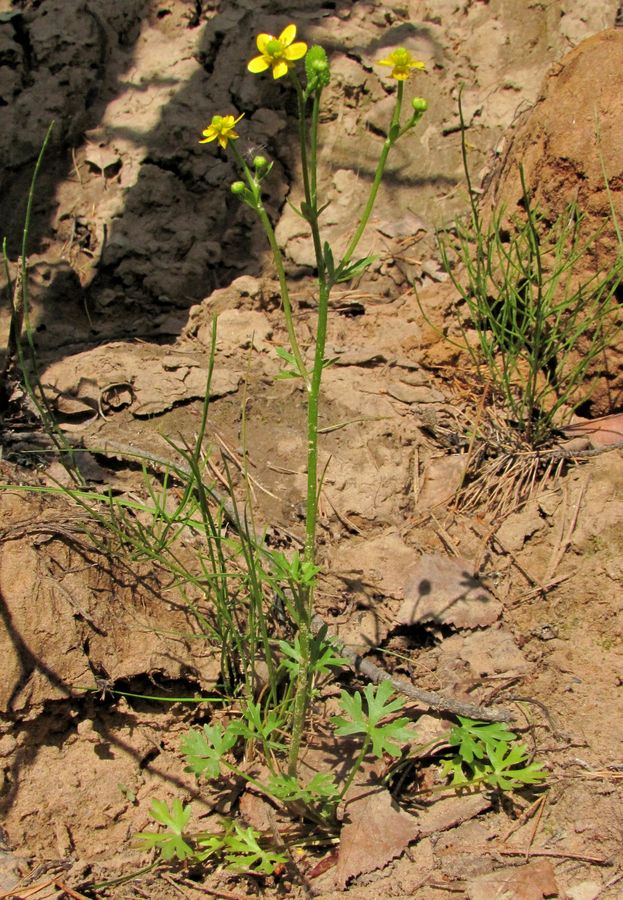 Изображение особи Ranunculus sceleratus.