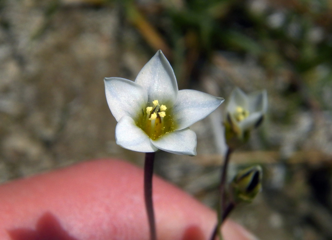 Image of Pleurogynella brachyanthera specimen.