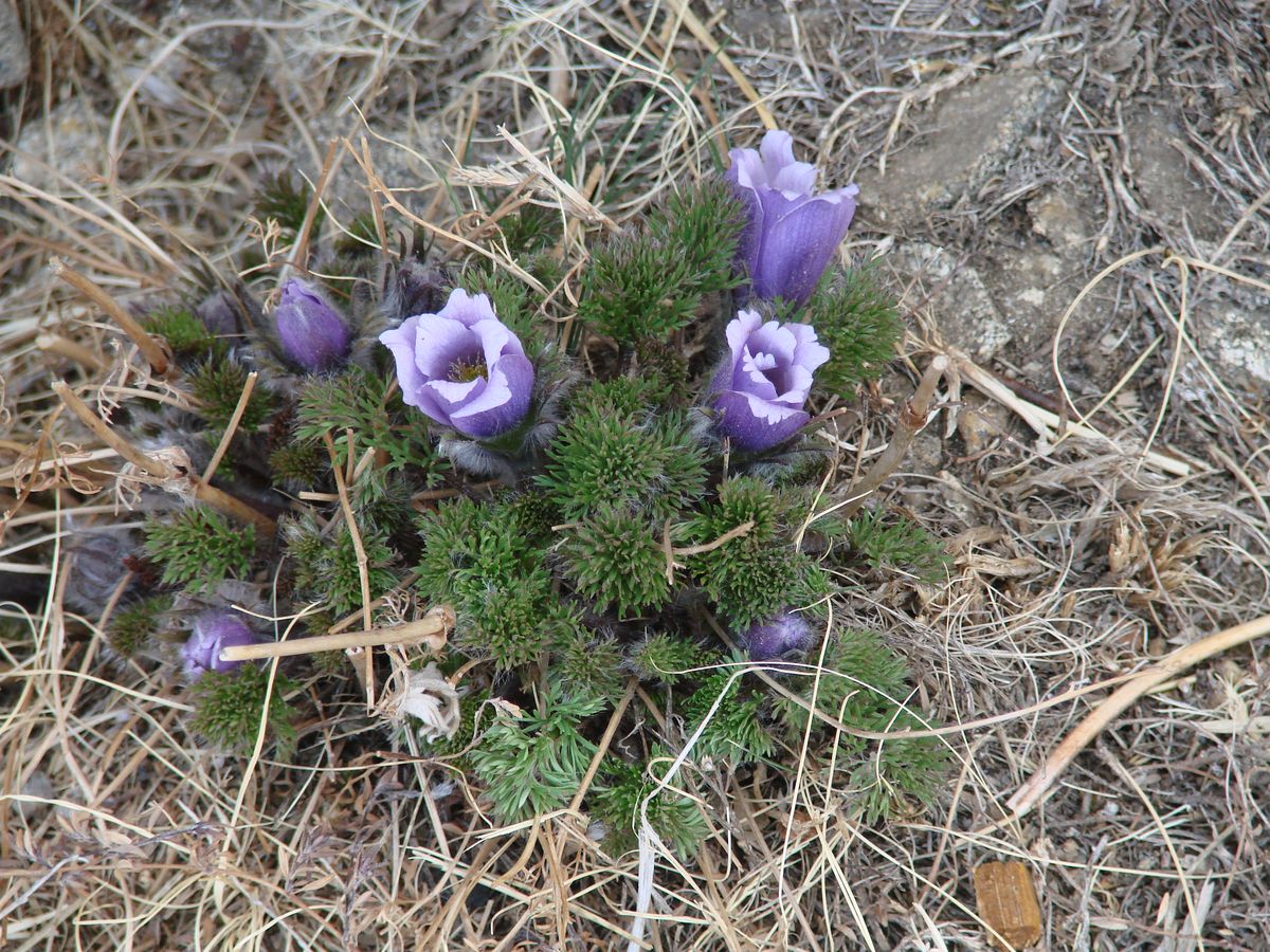 Изображение особи Pulsatilla tenuiloba.