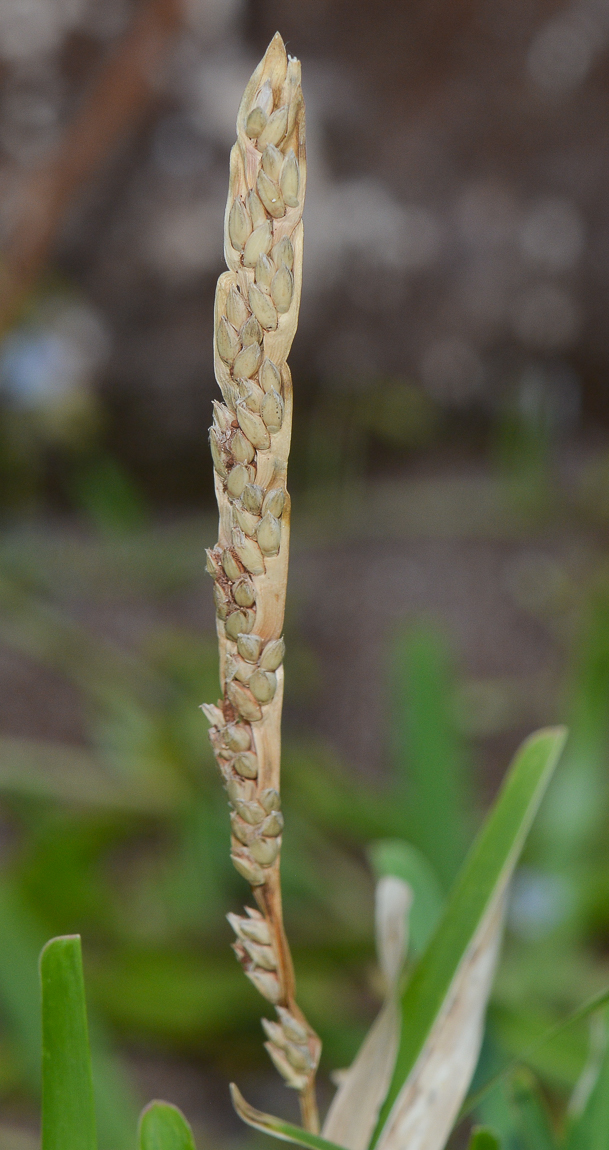 Image of Stenotaphrum dimidiatum specimen.