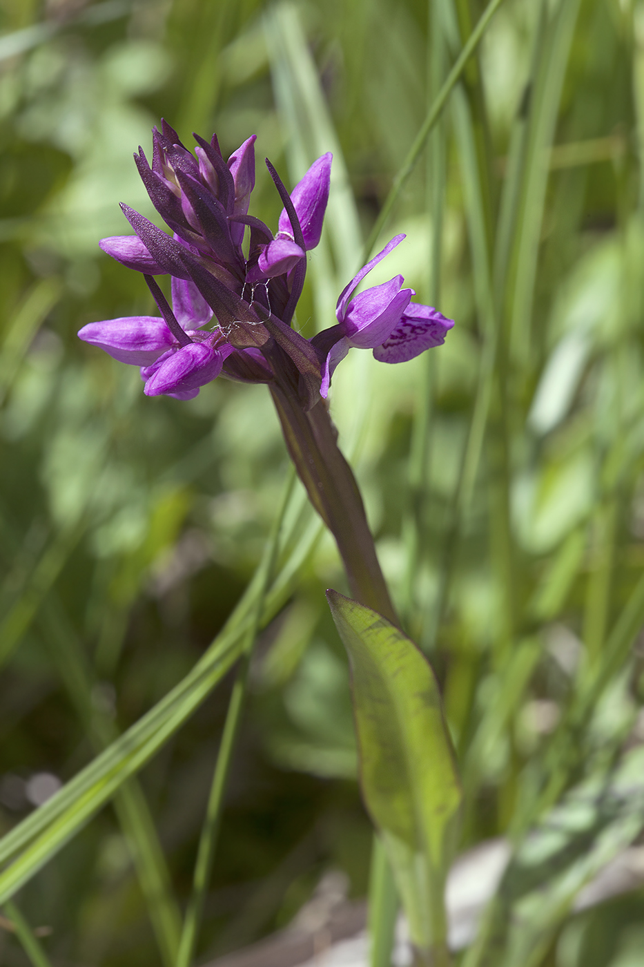 Image of Dactylorhiza russowii specimen.