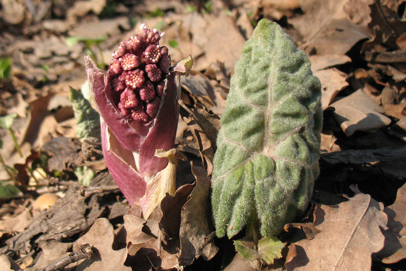 Изображение особи Petasites hybridus.