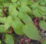 Epimedium rubrum