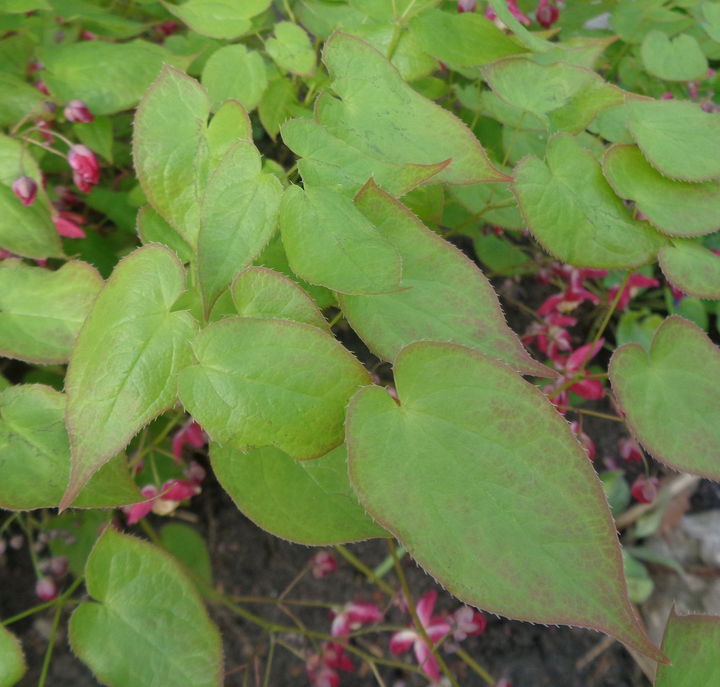 Изображение особи Epimedium rubrum.