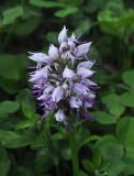 Orchis simia