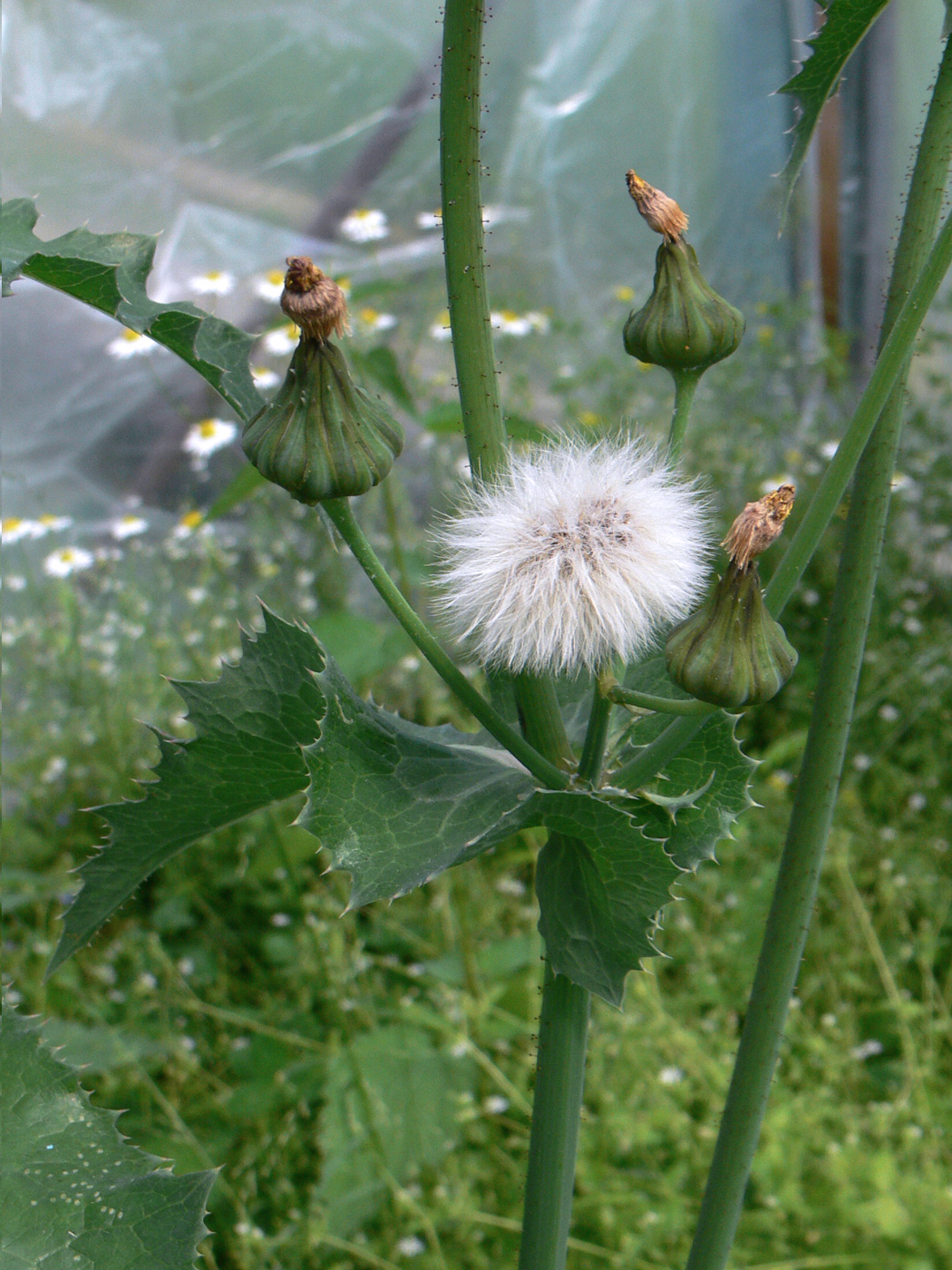 Изображение особи Sonchus asper.