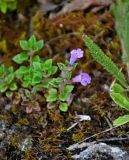 Ziziphora granatensis. Цветущее растение. Сербия, горный массив Златибор, ущелье р. Гостилье, поросший мхом камень. 13.07.2019.