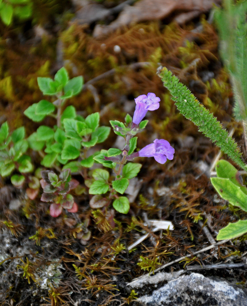 Image of Ziziphora granatensis specimen.