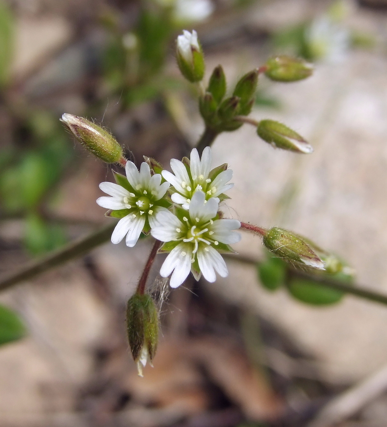 Image of Cerastium holosteoides specimen.