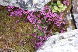 Saxifraga asiatica