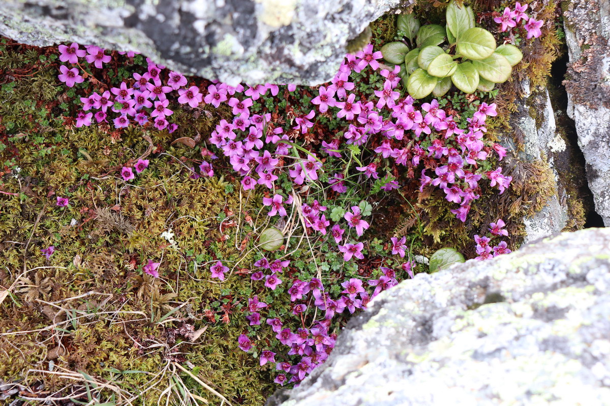 Image of Saxifraga asiatica specimen.