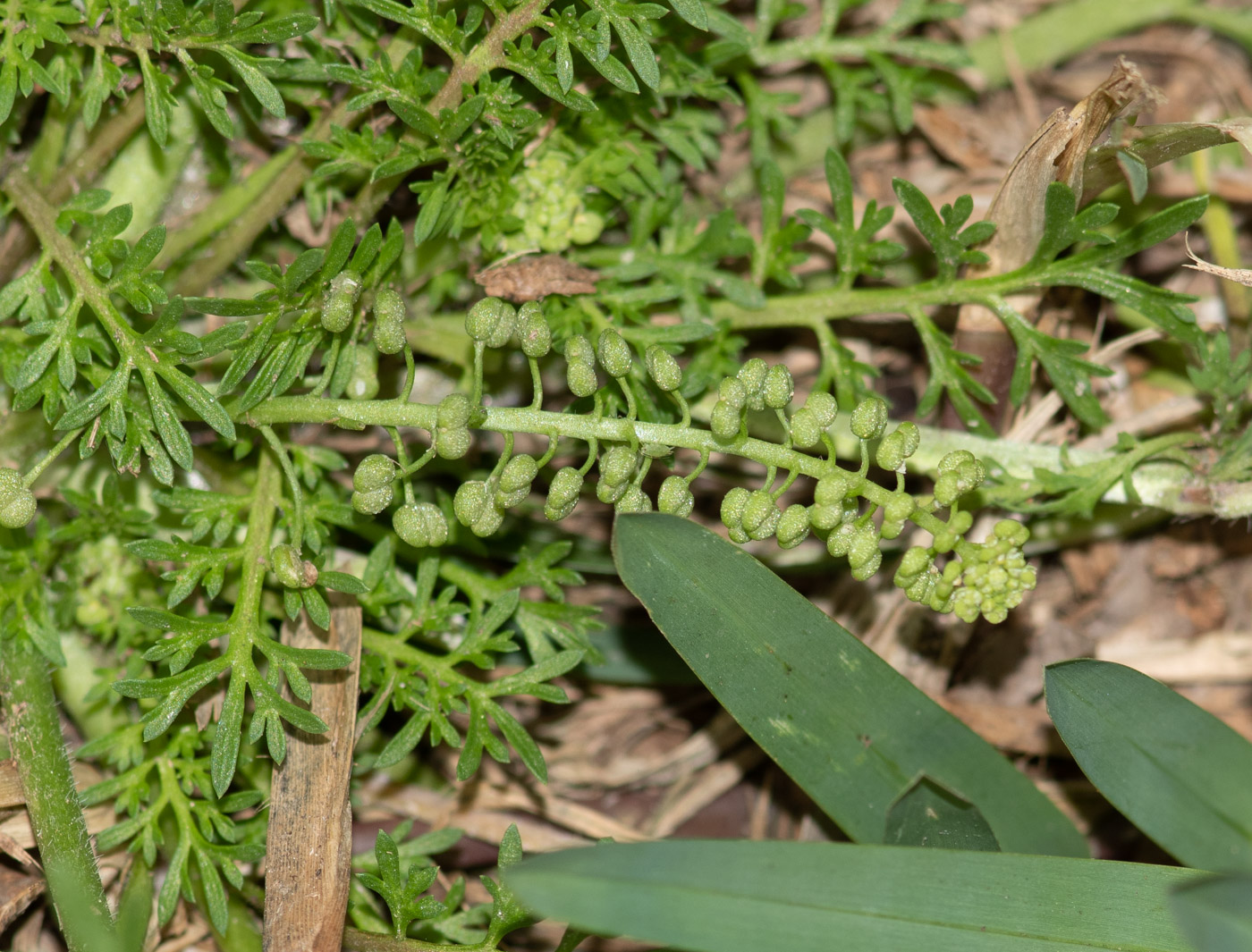 Image of Coronopus didymus specimen.