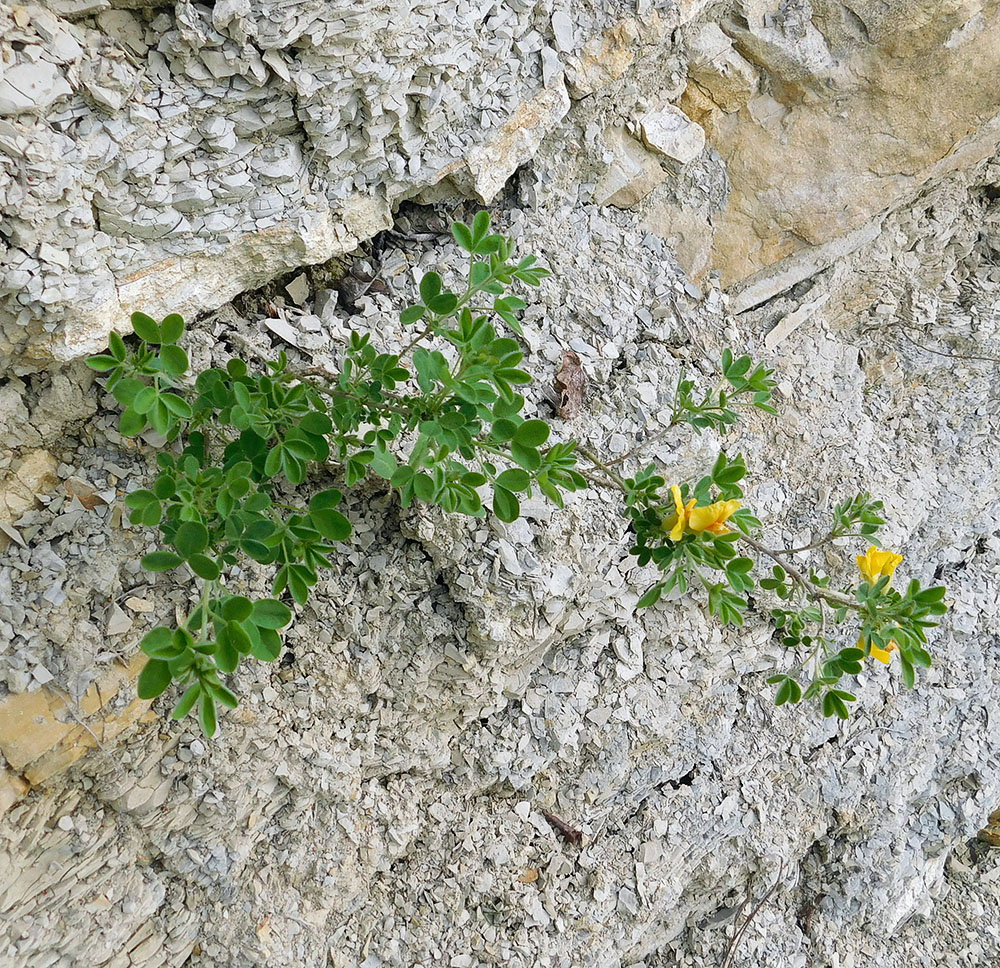 Image of Chamaecytisus hirsutissimus specimen.