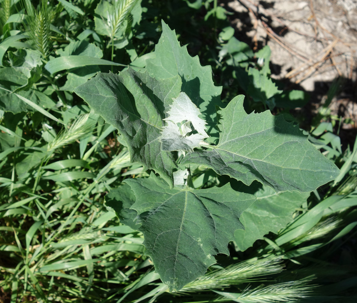 Image of genus Atriplex specimen.