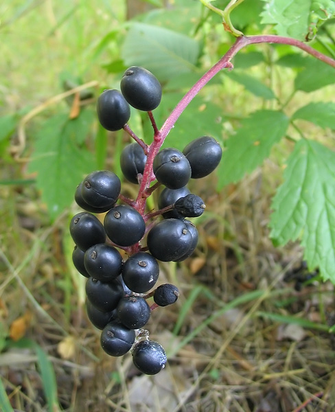 Изображение особи Actaea spicata.