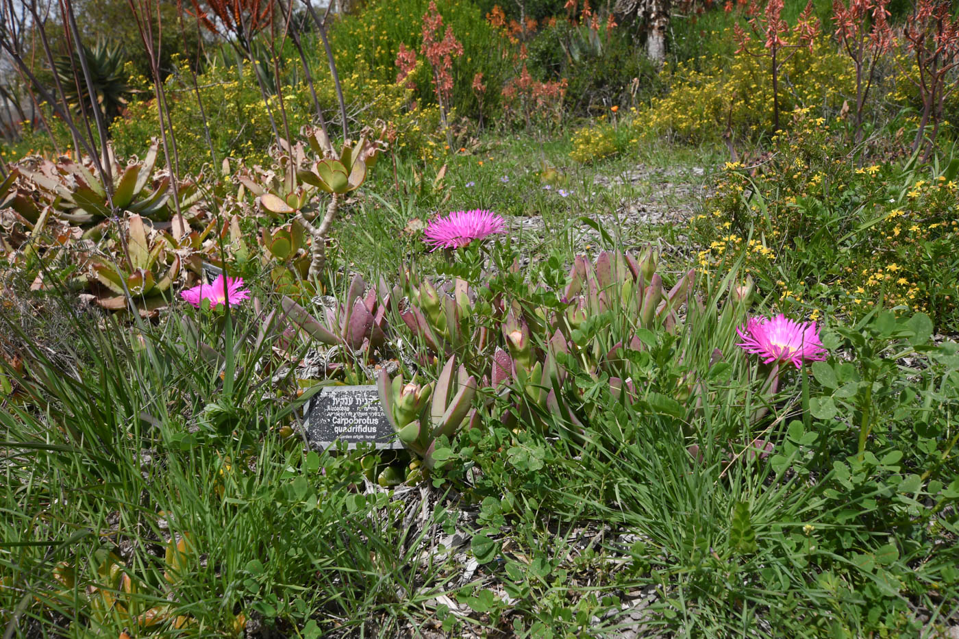 Image of Carpobrotus quadrifidus specimen.