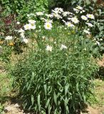 Leucanthemum maximum