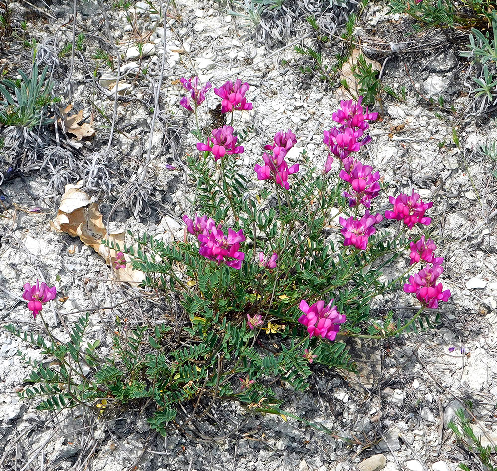 Image of Hedysarum tauricum specimen.