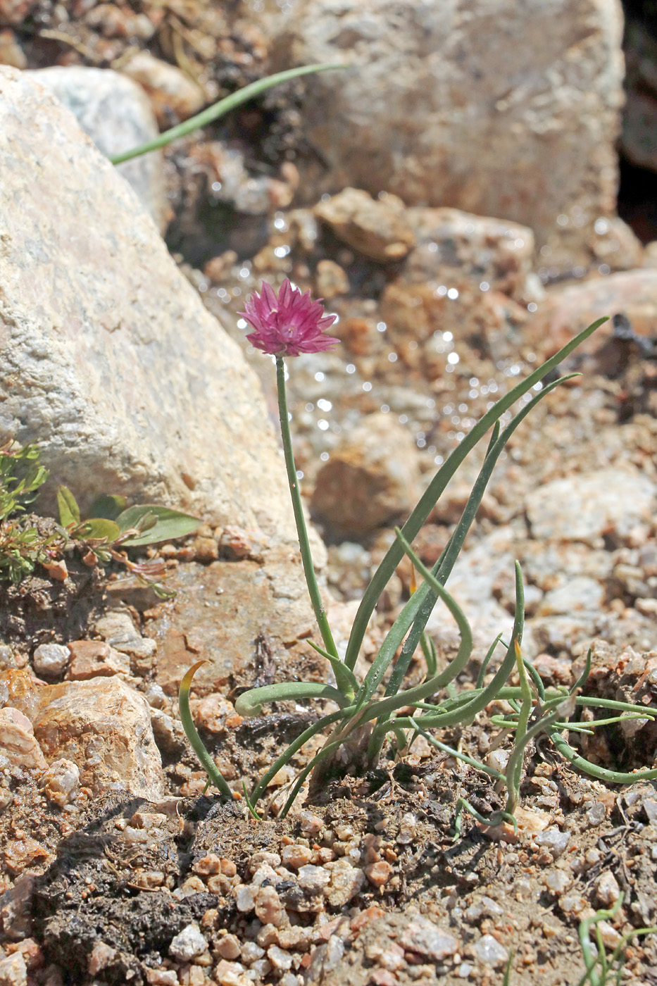 Image of Allium kaufmannii specimen.