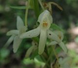 Platanthera bifolia