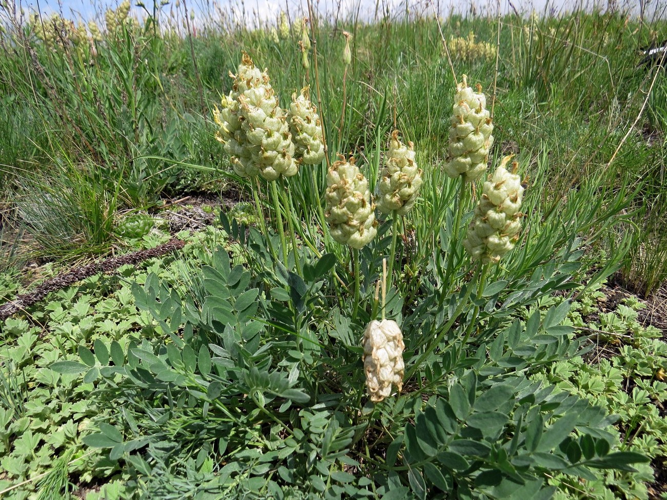 Image of Astragalus follicularis specimen.