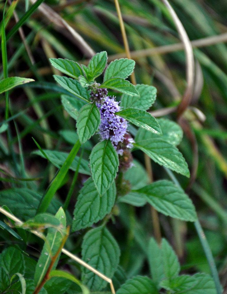 Image of Mentha arvensis specimen.