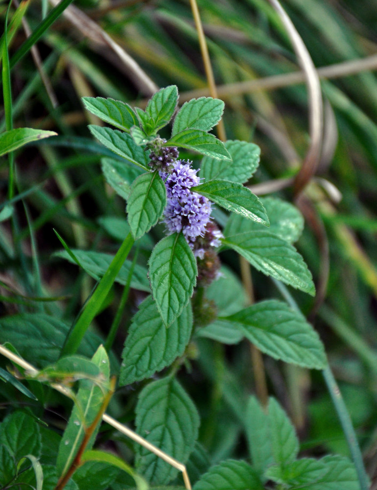 Изображение особи Mentha arvensis.