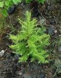 Larix sibirica