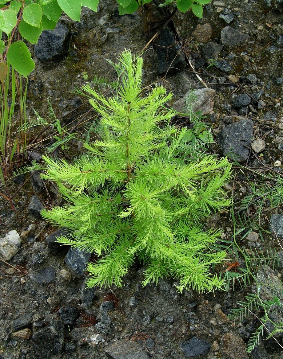 Изображение особи Larix sibirica.