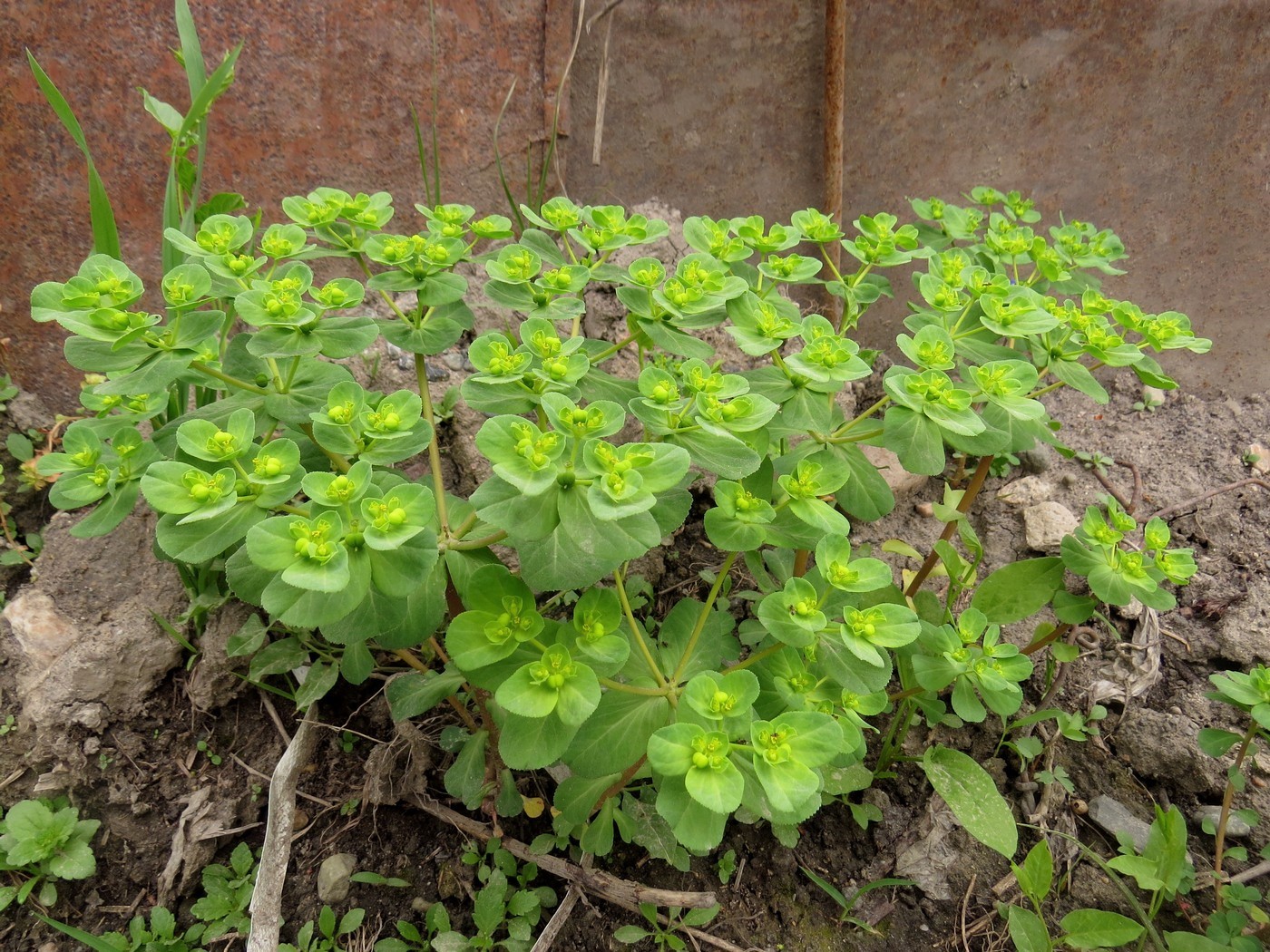 Изображение особи Euphorbia helioscopia.