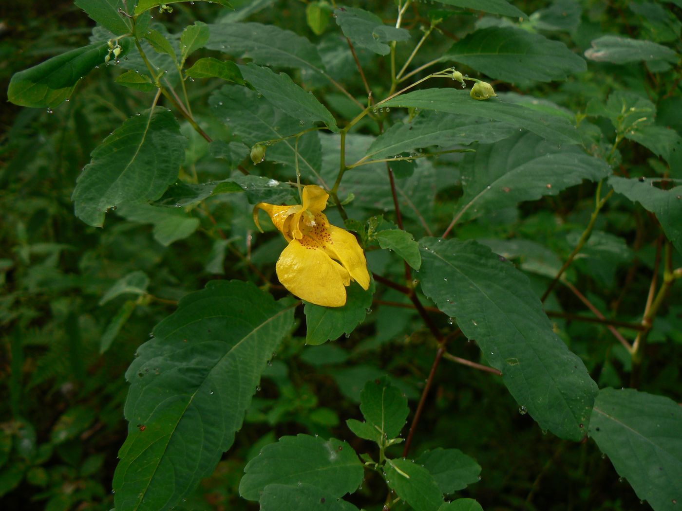 Изображение особи Impatiens noli-tangere.