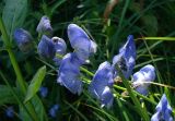 Aconitum talassicum