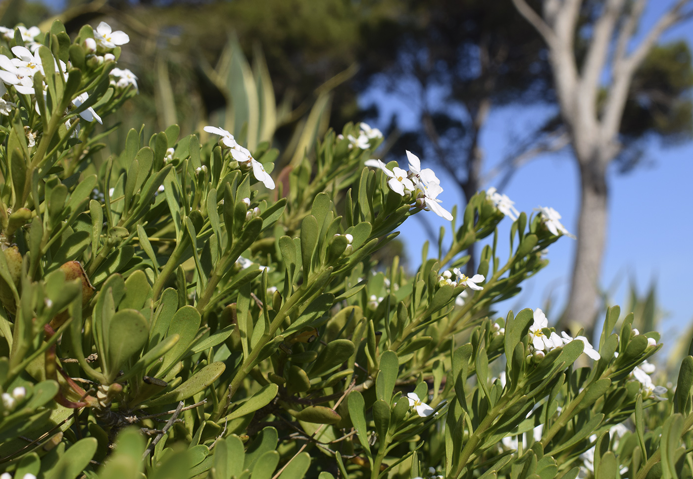 Изображение особи Iberis semperflorens.